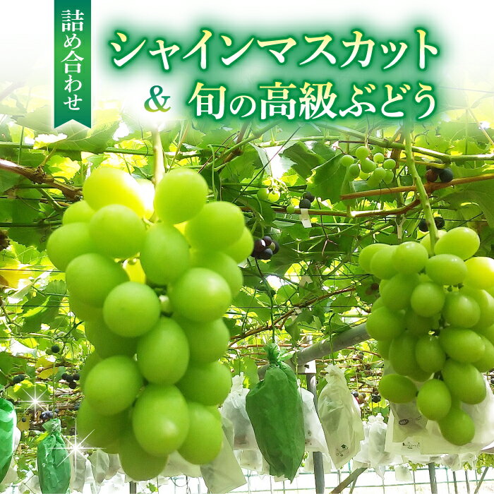 【ふるさと納税】シャインマスカット＆高級ぶどう詰め合わせ ご贈答品（月曜、火曜、金曜発送限定、発送曜日指定不可）