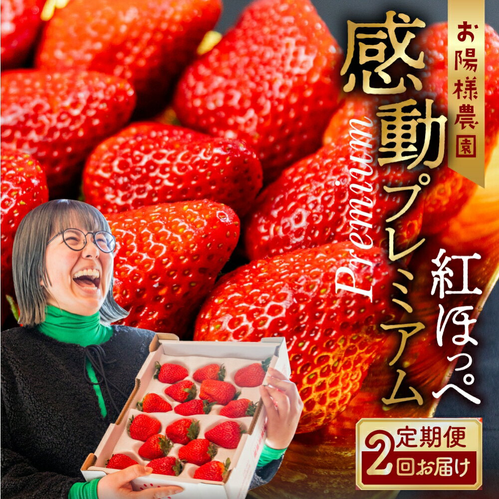 【ふるさと納税】【先行予約】プレミアムいちご 紅ほっぺ 2回お届け 定期便 大粒 2シート 2026年1月下旬〜発送開始 イチゴ いちご 激甘 苺 激甘 果物 くだもの 激甘 フルーツ お陽様農園 特別 大粒 大玉 事前予約 期間限定 数量限定 田原市 渥美半島 産地直送 送料無料
