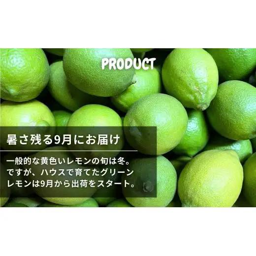 ハウス グリーンレモン 約3kg 【2026年9月以降発送】