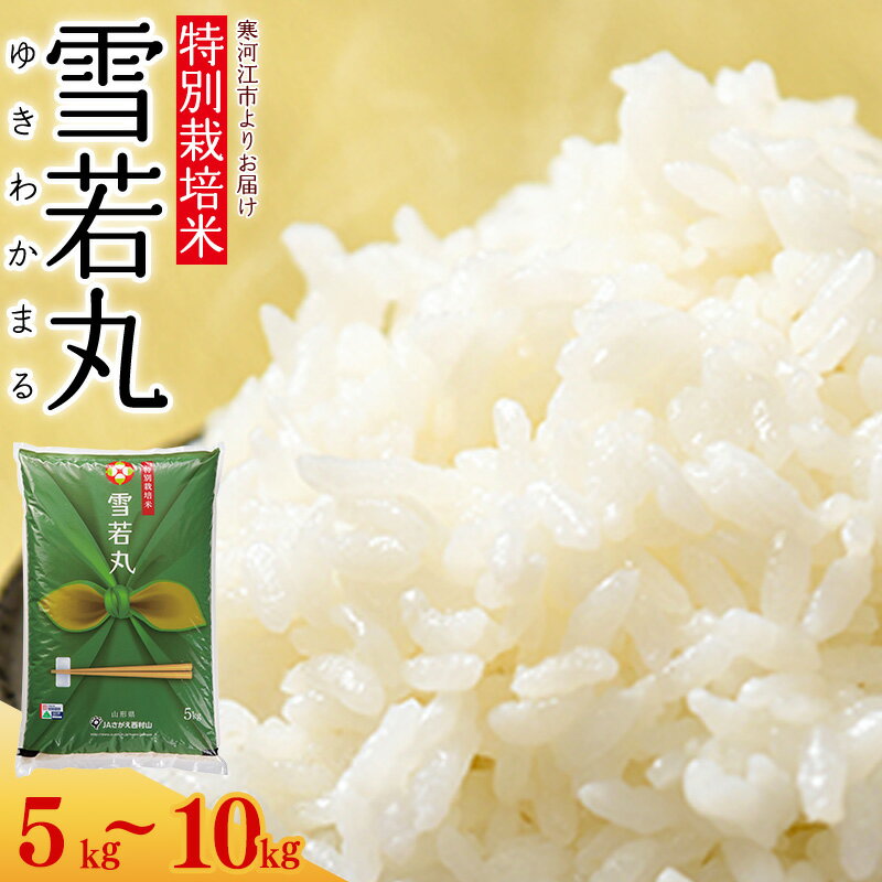 【ふるさと納税】新米 【 特別栽培米 】 山形県産 雪若丸 5kg - 10kg【 選べる 内容量 】令和7年産【2025年11月より順次配送予定】 2025年産 米 お米 白米 精米 小分け ブランド米 ごはん ご飯 東北 単一原料米 高レビュー 国産 5キロ 10キロ JA 送料無料 産地直送