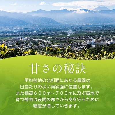 シャインマスカット 巨峰 各2房 旬の葡萄セット2kg (種なし)【配送不可地域：離島】