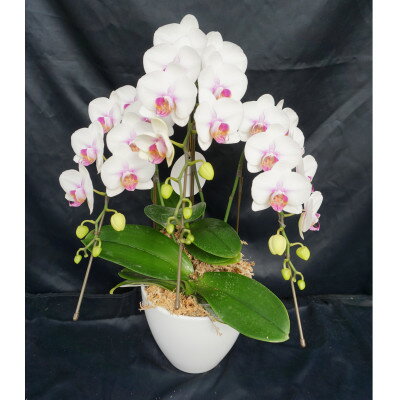 【ふるさと納税】ミディー胡蝶蘭　ミユキ　3本立ち【配送不可地域：離島・北海道・沖縄県】【1292086】