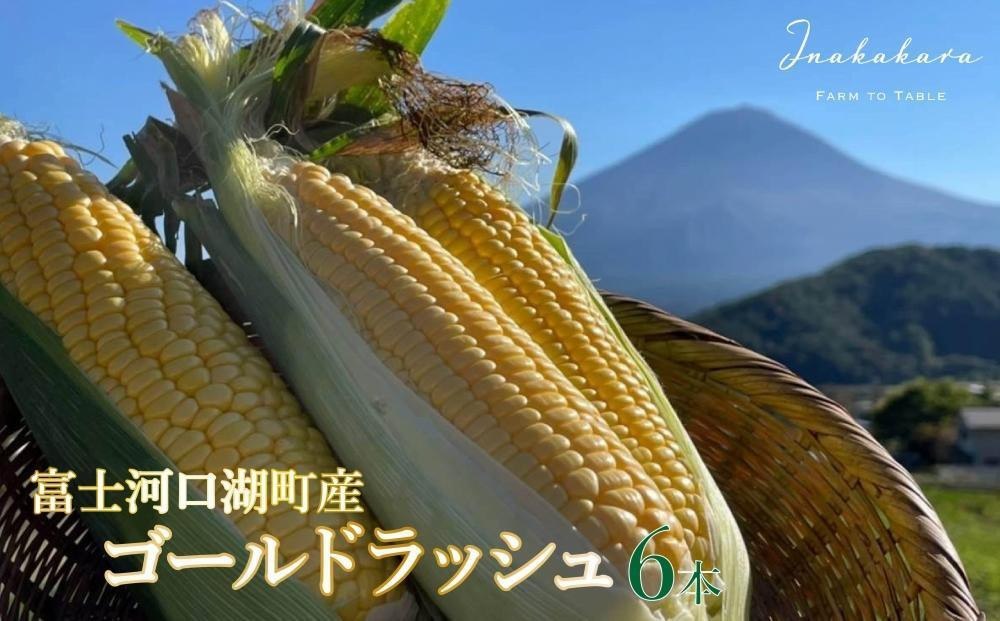 
            ＜2025年8月～9月発送＞【富士山の麓で育つ】河口湖町産Inakakara「ゴールドラッシュ」6本  ×【富士河口湖地ビール】富士桜高原麦酒（ラオホ4本セット）金賞クラフトビール
          