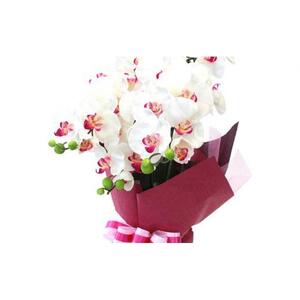 造花 シルクフラワーの胡蝶蘭の鉢植 3本立 CT触媒 ホワイトオーキッド ／ お花 コチョウラン 埼玉県
