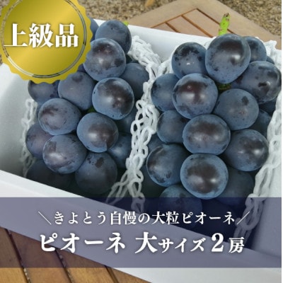 【上級品】ピオーネ 大2房入/計1.3kg～(岡山県産) 果樹園の人気葡萄! 贈答にもおすすめです【配送不可地域：離島・北海道・沖縄県】