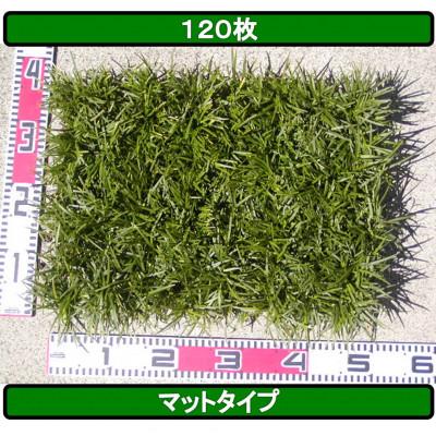 ふるさと納税 香美市 タマリュウ(玉竜) 120枚 タマリュウ.com