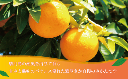 寿太郎みかん 約2kg ミカン みかん