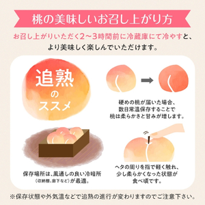 ≪先行予約 2026年発送≫ 石巻産桃 5kg もも