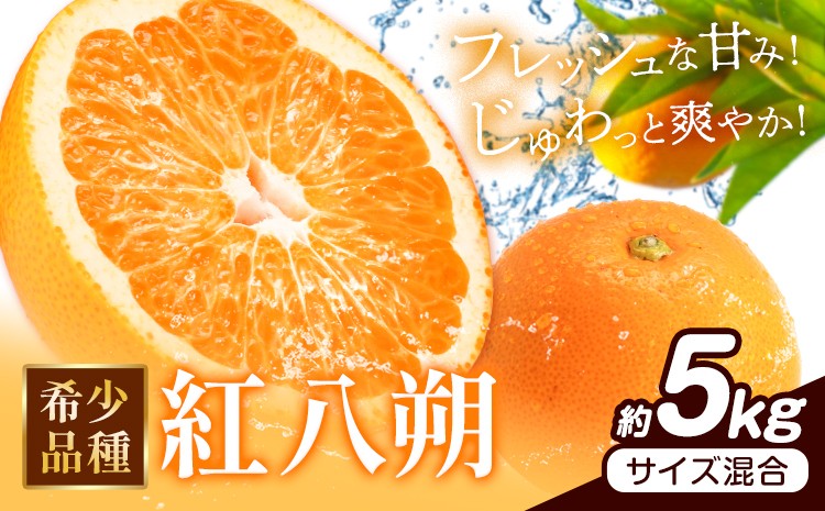
                  みかん はっさく 紅八朔 和歌山県産 希少品種 約5kg サイズ混合 日高町厳選館《2027年1月下旬-2月中旬頃出荷》和歌山県 日高町 送料無料 柑橘類 柑橘 オレンジ みかん 果物 フルーツ 青果 紅はっさく 八朔
                
