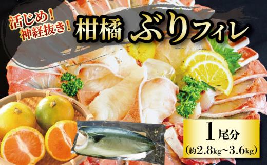 柑橘ぶりフィレ1尾分 (約2.8～3.6㎏) | 鮮魚 刺身 お刺身 お刺し身 魚介 海の幸 冷蔵 ブリ 鰤 ぶり 愛媛県 松山市