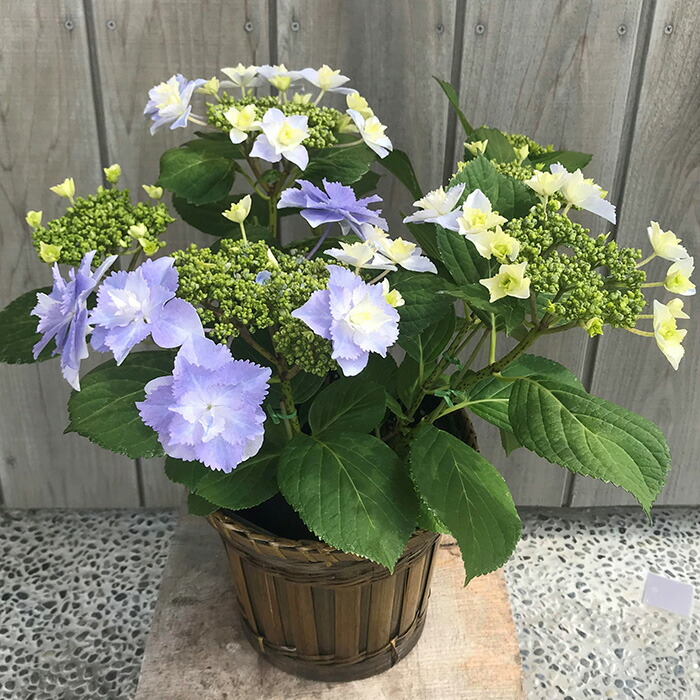 【先行受付】アジサイ ブレスレット 5号 青系｜紫陽花ギフト 花苗 鉢植【53850-001-02】