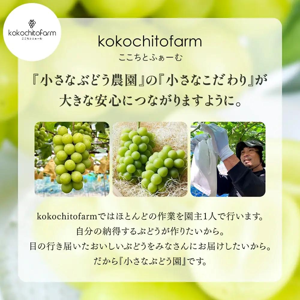 ゴールデン シャインマスカット【2026年先行予約】除草剤不使用 極み完熟 1kg以上(2~3房) ご家庭用   ぶどう シャインマスカット マスカット しゃいんますかっと 葡萄 くだもの 果物 農家