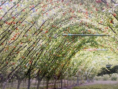 干しあんず 約100g×2袋 ｜ あんずあんずあんずあんずあんずあんずあんず