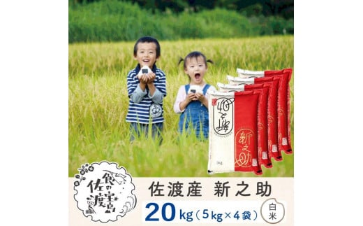 
                  佐渡島産 新之助 白米20kg(5kg×4袋）令和7年産 【食の宝島佐渡】
                