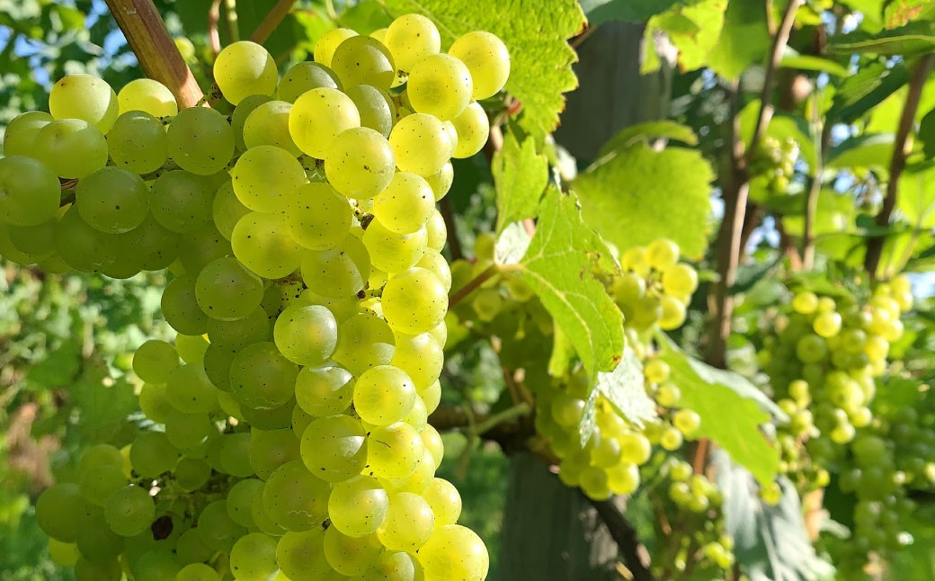 白ワインKamisato blanc2024/オレンジワイン山麓のアンバーPinot Gris2024