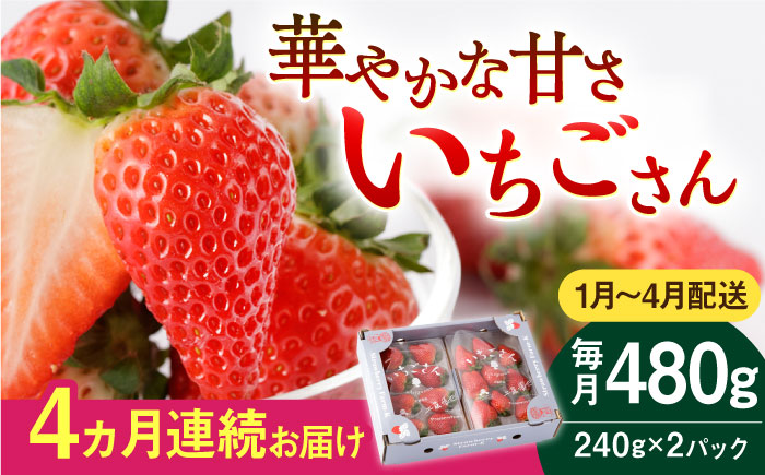【先行予約】【4回定期便】いちごさん 240g×2パック（1-4月配送）【StrawberryFarm-K】イチゴ [IBJ015]