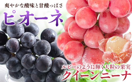 ぶどう3種類おまかせセット 約1.5kg ぶどう