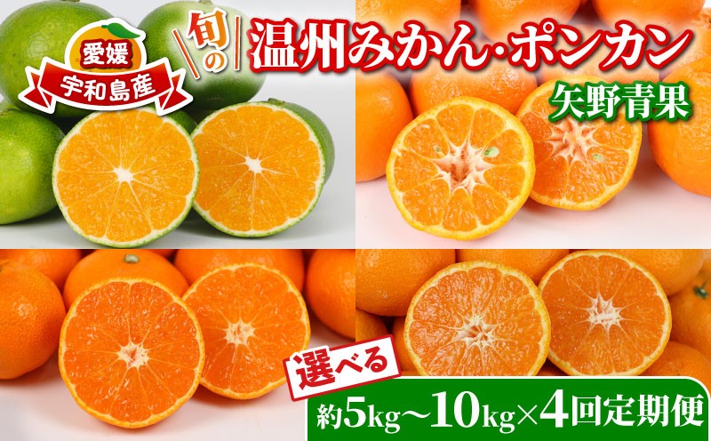 
            旬の 温州みかん ポンカン 選べる 容量 5kg ~ 10kg × 4回 定期便 矢野青果 準贈答用 極早生 宮川早生 南柑20号 ぽんかん みかん mikan 愛媛みかん 愛媛ミカン 愛媛蜜柑 果物 くだもの フルーツ 濃厚 甘い 甘味 さっぱり 酸味 蜜柑 産地直送 数量限定 国産 愛媛 宇和島
          