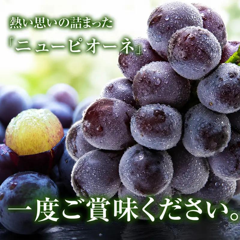 ニュー ピオーネ 約2kg 3～5房 ぶどう 葡萄 フルーツ 岡山 高梁市産 2026年 先行予約 果物類 果物 