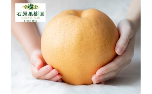 梨 2026年  備前横綱梨（あたご梨） 超大玉3玉（1玉1kg～1.5kg）箱赤秀【ナシ なし 岡山県産 国産 フルーツ 果物 ギフト 石原果樹園】