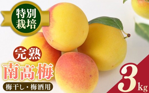 【堀内果実園】奈良県産 特別栽培 大切に育てた南高梅(完熟・梅干し用）3kg | 果実 かじつ 梅 うめ 南高梅 なんこうばい 完熟 梅干し 旬 奈良県 五條市