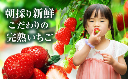 いちご 【3回定期便】 いちご 2品種 食べ比べ セット [ANFX002] いちご