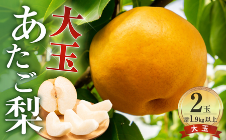 【先行受付】岡山県産 あたご梨 大玉2玉 (1玉950g以上)（令和8年11月中旬～12月中旬頃発送）【岡山県産 あたご梨 なし フルーツ 果物 大玉 2玉 1玉950g以上】