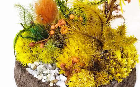 【さとリウム®】プリザーブド加工のテラリウム 秋 1セット ｜テラリウム ガラスドーム 苔 こけ コケ 植物 鑑賞用 インテリア 水やり不要