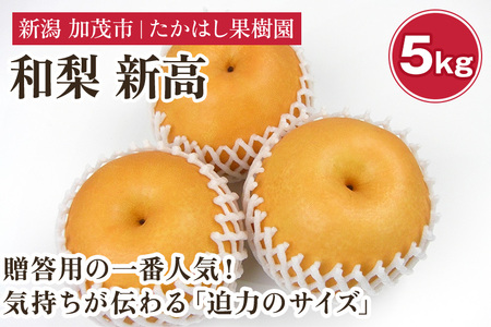 【2025年先行予約】たかはし果樹園 謹製 新潟県産和梨 新高 約5kg《10月上旬以降配送》にいたか たかはし果樹園 新高梨 |加茂市