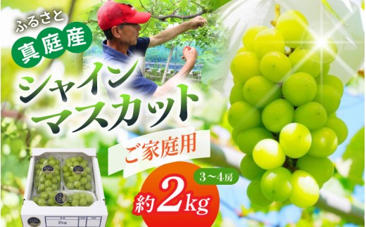 〈ご家庭用〉岡山県産 シャインマスカット「晴天ぶどう」 約2kg （3～4房）｜ シャインマスカット 果物 フルーツ マスカット ますかっと くだもの 先行予約 ブドウ 葡萄 ぶどう 真庭市　シャインマスカット しゃいんますかっと shinemuscat ブドウ 葡萄 果物 くだもの フルーツ 新着 人気 岡山県産シャインマスカット マスカット【beac005-01】