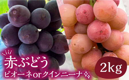 【先行予約】赤ぶどう 2kg ( ピオーネ or クインニーナ ) 【2025年9月以降順次発送】《豊前市》【山田農場 フルーツランド】ブドウ 葡萄 ぶどう [VCY006]