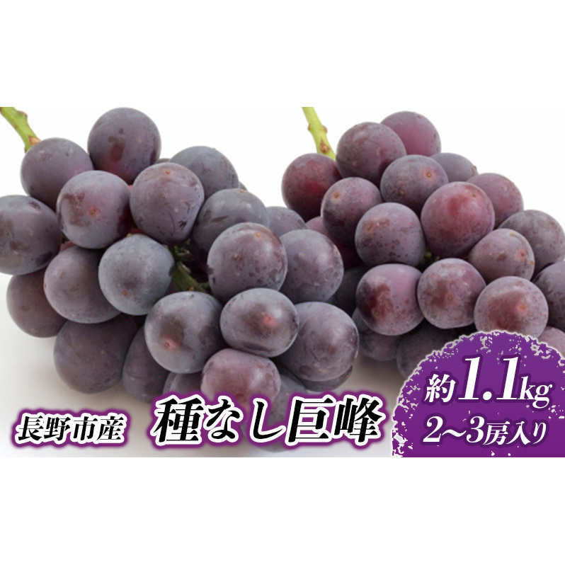 2026年産先行予約 長野市産 種なし 巨峰 約1.1kg 2～3房 ぶどう 葡萄 ブドウ 果物 くだもの フルーツ 旬の果物 旬のフルーツ 季節の果物 季節のフルーツ 美味しい果物 長野県産 信州 長野 長野県 長野市