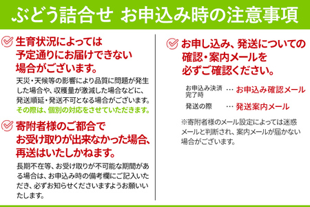 9月中旬頃から順次発送 ぶどう詰合せ（シャインマスカット＋珍しいぶどう） ナガノパープル クイーンニーナ グロースクローネ 瀬戸ジャイアンツ 雄宝 マイハート サンヴェルデ マスカット・ノアール 福岡