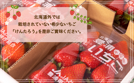 【2026.5月以降順次出荷】【北海道内限定配送】いちご「けんたろう」250g×4パック 【 ふるさと納税 人気 おすすめ ランキング 果物 いちご苺 国産いちご 国産苺 とちおとめセット けんたろう