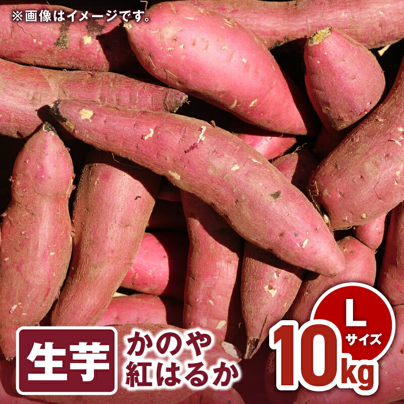 【ふるさと納税】 「かのや紅はるか」生芋 Lサイズ 10kg（1個当たり約200g〜340g、約40個前後） 定められた栽培基準等をクリアした濃厚でしっとりとした食感の紅はるか【さつまいも特集】【有限会社南橋商事】