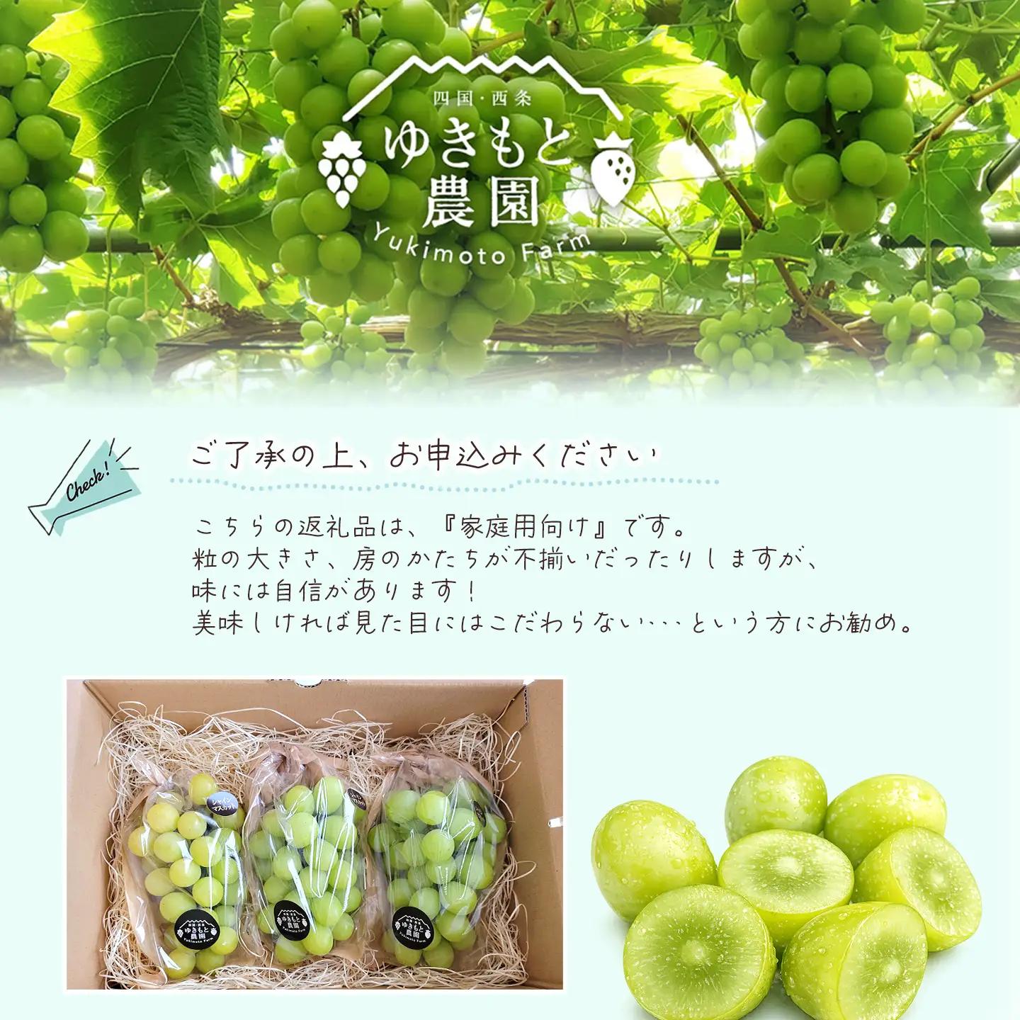 【家庭用スタンダード】シャインマスカット 約1.2㎏（3～4房）シャインマスカット【8月～10月発送】