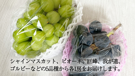 おまかせ！ ぶどう セット 5品種×各1房【2026年9月より発送開始】（茨城県共通返礼品 [ぶどう]：結城市産）