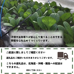 旬のこだわり 京野菜 セット 6～10種類＜ファーザーズファーム＞栽培期間中農薬不使用｜野菜 野菜詰め合わせ 野菜セット 京野菜 旬の野菜 新鮮野菜 ※北海道・沖縄・離島への配送不可