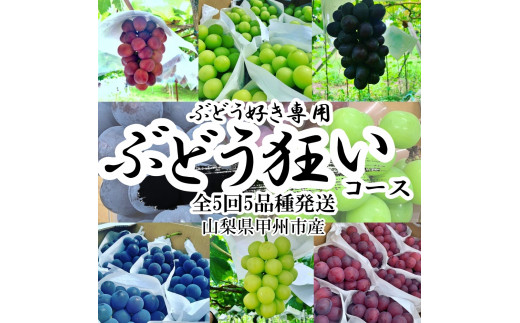 【全5回発送】甲州市産ぶどう狂い シャインマスカットを含むぶどう5種（2～3房）【2026年発送】（HNT）H-120 【シャインマスカット 葡萄 ぶどう ブドウ 定期便 令和8年発送 期間限定 山梨県産 甲州市 フルーツ 果物】
