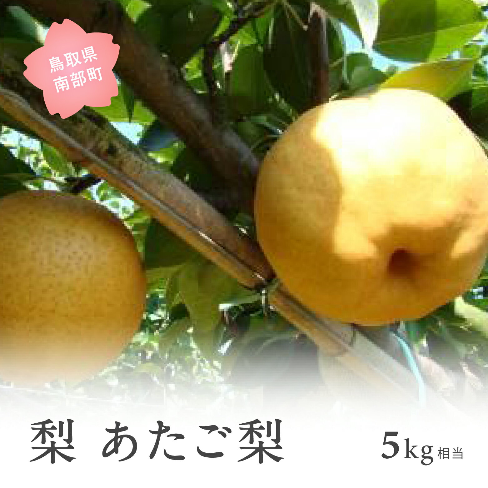 【ふるさと納税】あたご梨（5kg箱） 2026年11月出荷予定 ＜数量限定＞ 梨 なし フルーツ 鳥取県南部町 【先行予約】