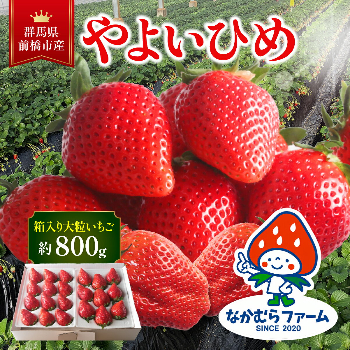 【ふるさと納税】いちご『やよいひめ』約800g　【群馬県いちご品評会入賞！】