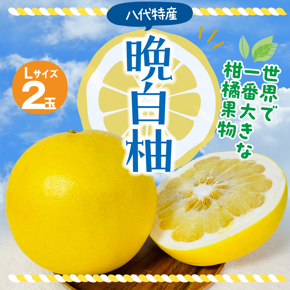 【先行予約】 晩白柚 Lサイズ 2玉 ばんぺいゆ 柑橘 果物 果実 くだもの フルーツ 特産品 名産品 お取り寄せ ジャンボサイズ 熊本県 八代市 【2026年12月上旬より順次発送】