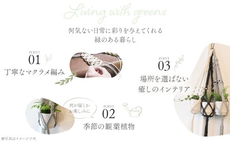 《白》季節の観葉植物と3色から選べるマクラメハンギングプランターのセット 観葉植物 飾り インテリア マクラメ編み マクラメ ハンギング プランター 鉢 白 ホワイト 手編み おしゃれ 植物 室内
