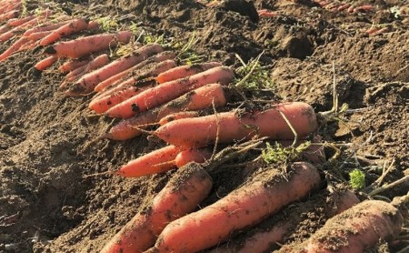 【１２ヶ月連続定期便】ニンジンジュース　（６本入り）