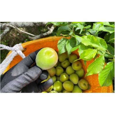 ふるさと納税 田辺市 【先行予約】中山農園の南高梅　青梅1kg ※2026年5月下旬から順次発送【nak016-1】