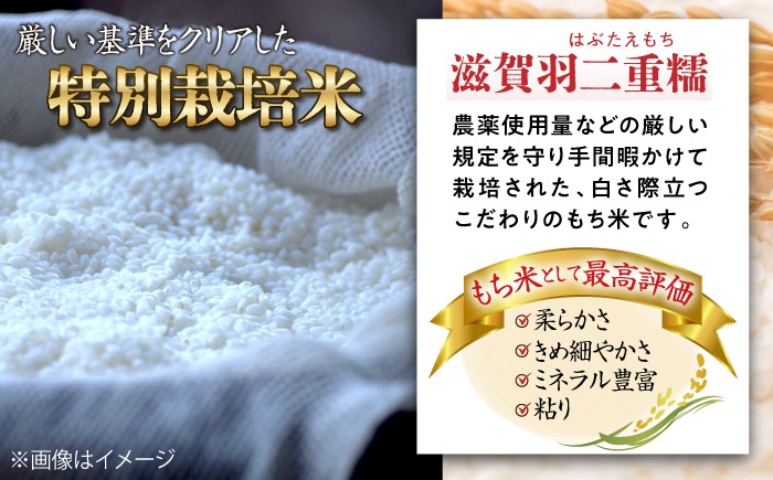 滋賀県産【特別栽培米】羽二重糯（はぶたえもち）5kg米 お米 もち米 餅米 5kg 糯米 もちごめ 人気 おすすめ 滋賀 5キロ