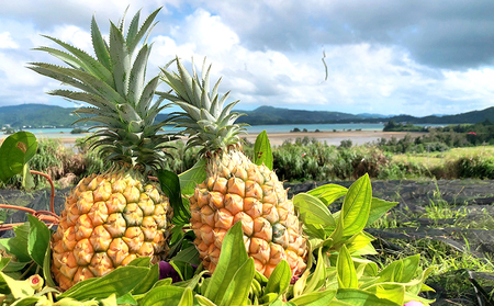 2026年「屋我地島のボゴールパイン」2kg以上【屋我地島　イリ玉城農園】 沖縄 屋我地島 ボゴール パイナップル ぱいん 県産 名護市 なご ２キロ 送料無料 ご当地 ふるさと納税 お取り寄せ 果物