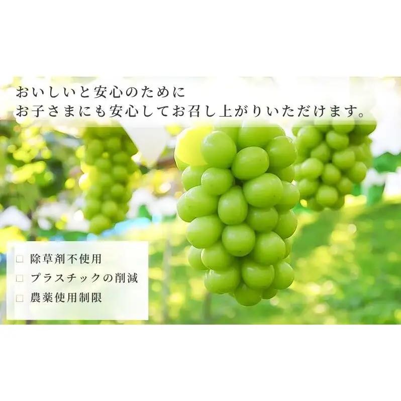 ぶどう 冷蔵貯蔵 シャインマスカット 2房 1kg ぶどう