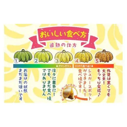 JH008　宮古島産バナナ3?【（株）フラモン】