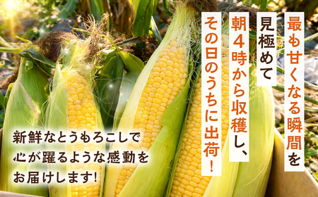 ＜先行予約＞ 朝採り当日発送！ とうもろこし イエロー系 5本～6本 イエロー バイカラー ゴールドラッシュ ドルチェドリーム 冷蔵 糖度 甘い 田原市 トウモロコシ コーン おやつ スイーツ コーン